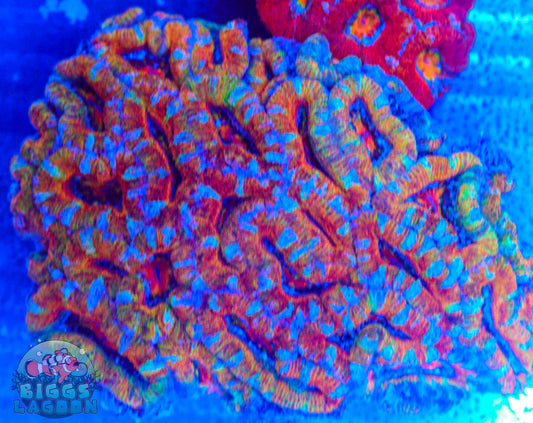 Sold Acan Rainbow Colony