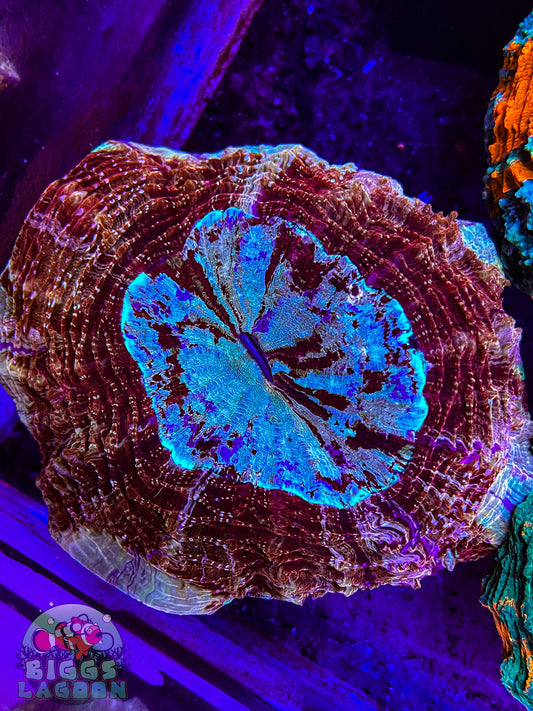 Sold Rust Colored Acantho!