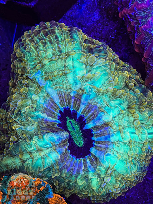 Sold!!!! Indophyllia