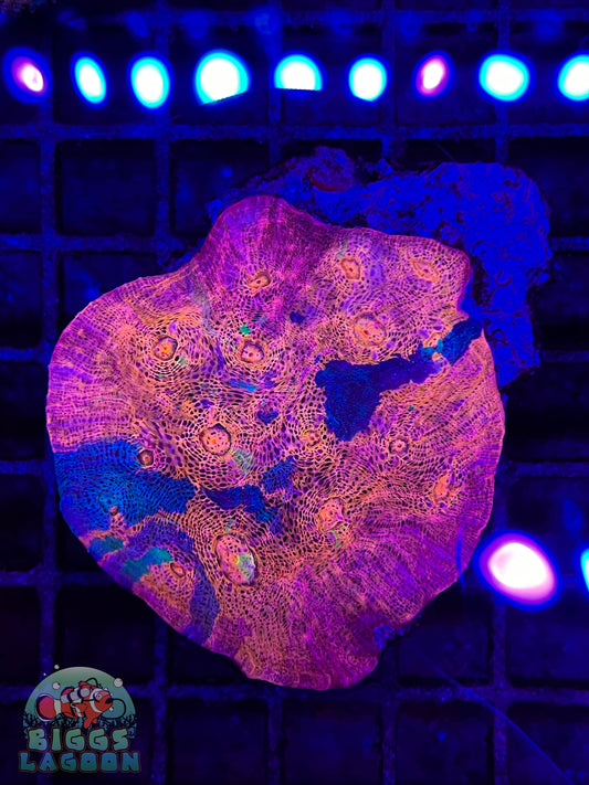 Sold!!!!! Rainbow Chalice