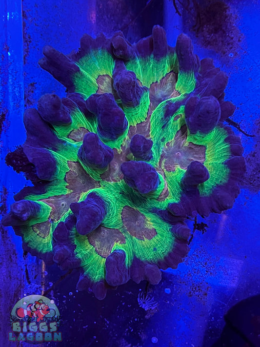 Sold!!! Pectinia Colony 5"x3"