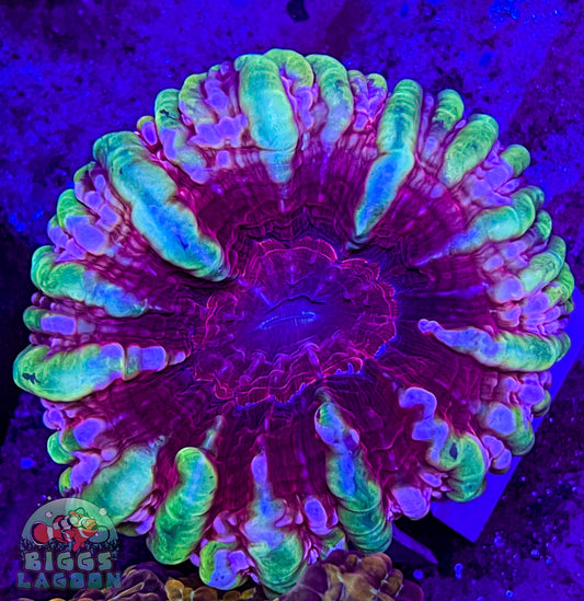 Sold!! Crazy Indophyllia