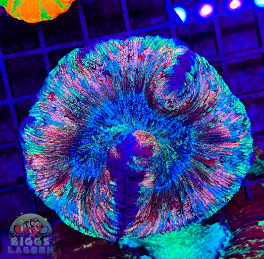 Sold!!! Picasso's Palette Wellso