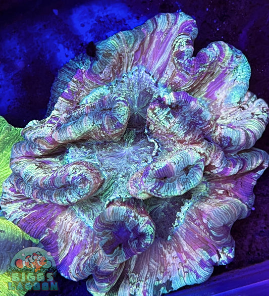 Sold Pastel Colored Wellso