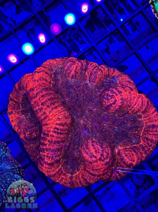 Sold Symphilia Brain