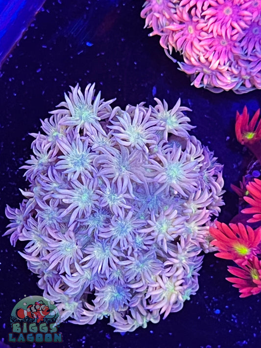 Sold Winter Wonderland Goni