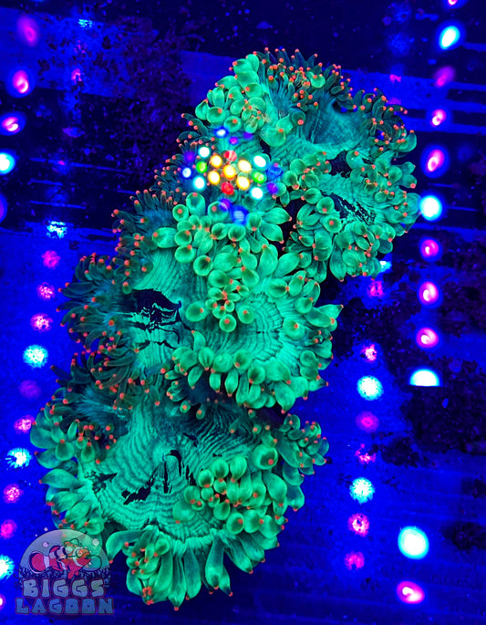 Sold!!! Naturally Grafted Elegance