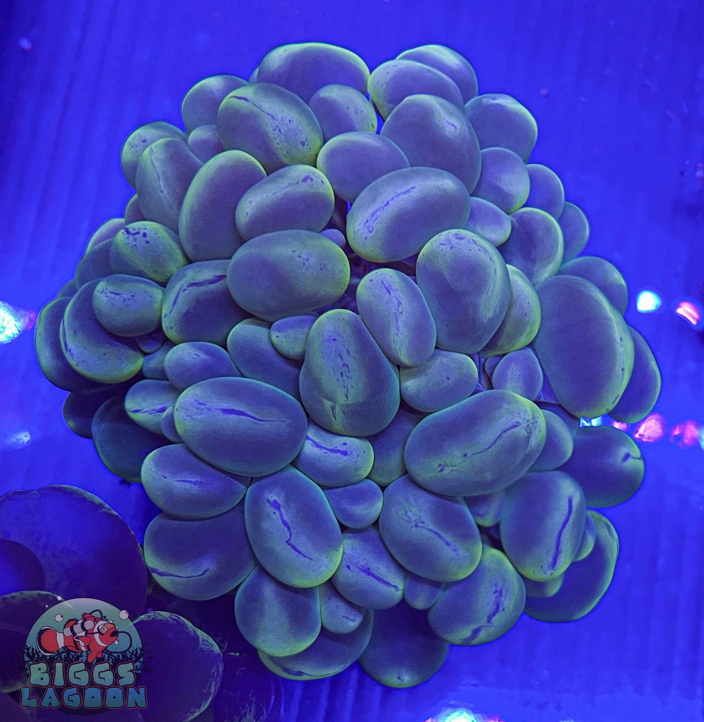 Sold Cats Eye Bubble Coral Large