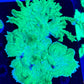 Sold Jake Adam's Crystal Experiment Frag (Mother Colony Shown)