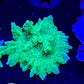 Jake Adam's Crystal Experiment Frag (Mother Colony Shown)