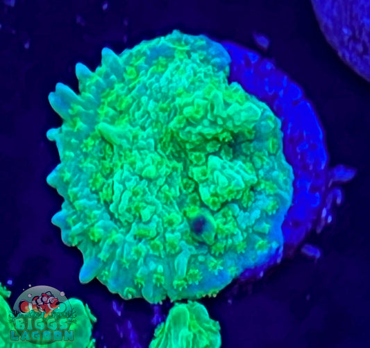 Sold!!! Jake Adam's Crystal Experiment Frag (Mother Colony Shown)