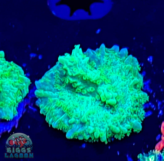 Jake Adam's Crystal Experiment Frag (Mother Colony Shown)