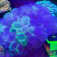 Sold Bubble coral xl