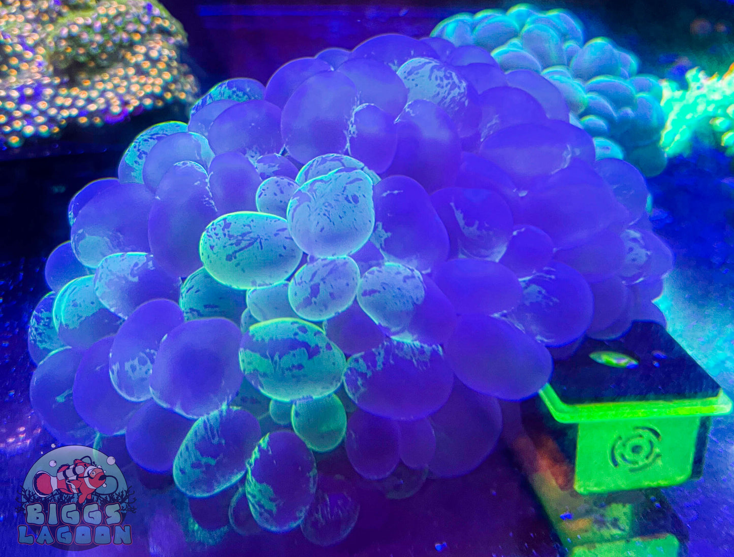 Bubble coral xl