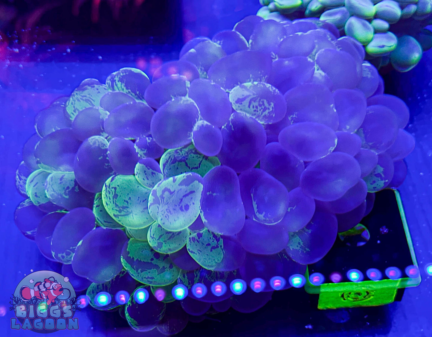 Sold Bubble coral xl