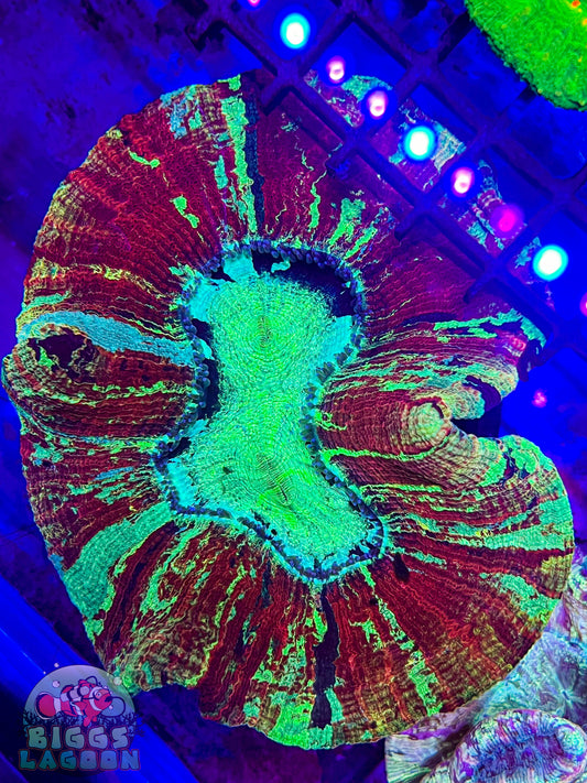 Sold!!!!! Trachy Brain Coral