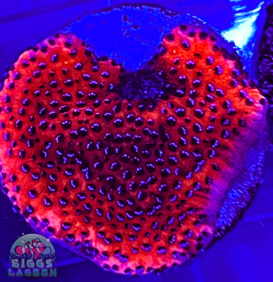 Sold Mystic Sunset Montipora