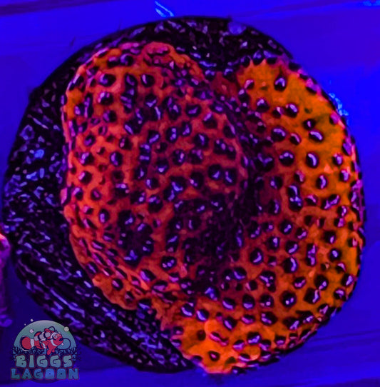 Sold Mystic Sunset Montipora