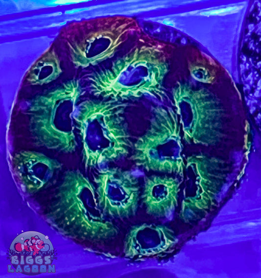 Sold Jason Fox Top Fuel Favia