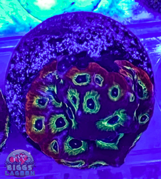 Sold Jason Fox Top Fuel Favia