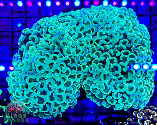 Sold Hammer Branching