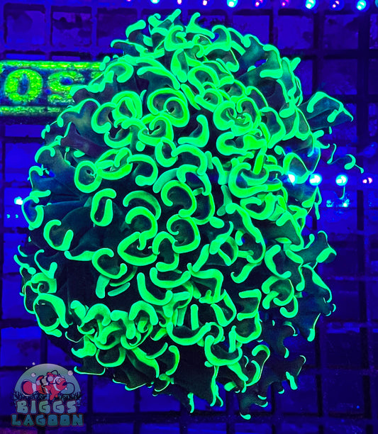 Sold Hammer Neon Green XL (Wall)