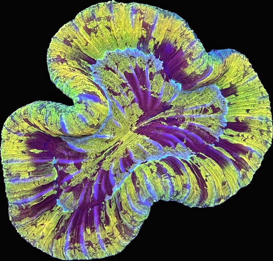 Sold!!!! Yellow trachy