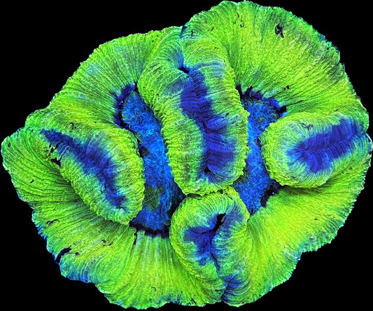 Sold!!! Neon green trachy