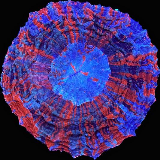 Sold!!! Broncos acanthophylia