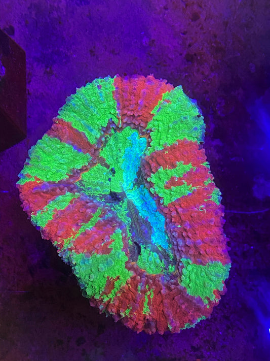 Sold!!!! Bleeding Apple Colored Lobo